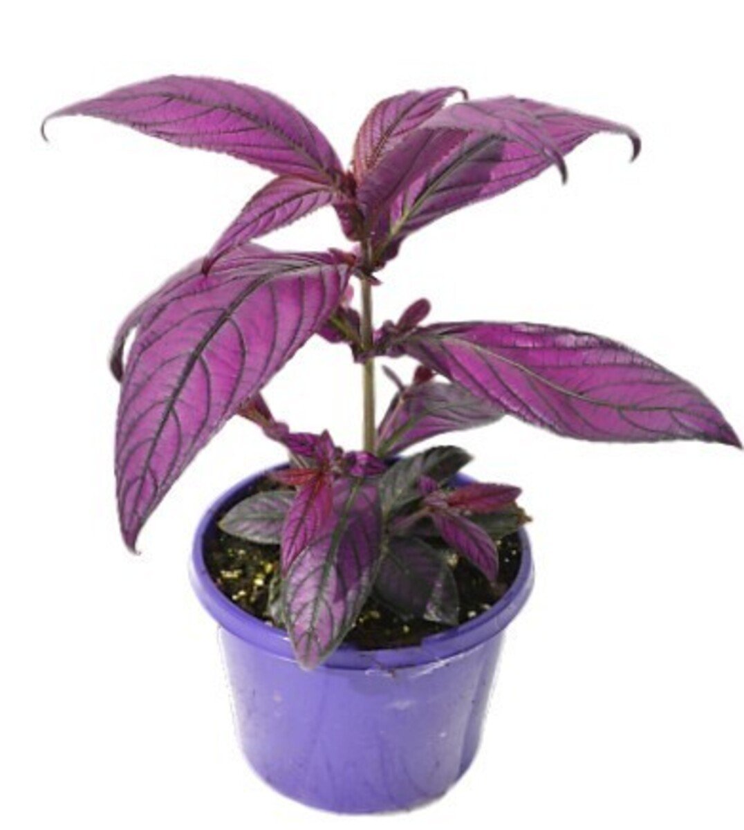 Persian Shield Strobilanthes 150mm Pot (VN)