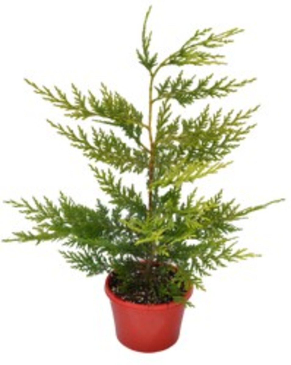 Cupressocyparis - Castlewellan Gold 150mm Pot (VN)