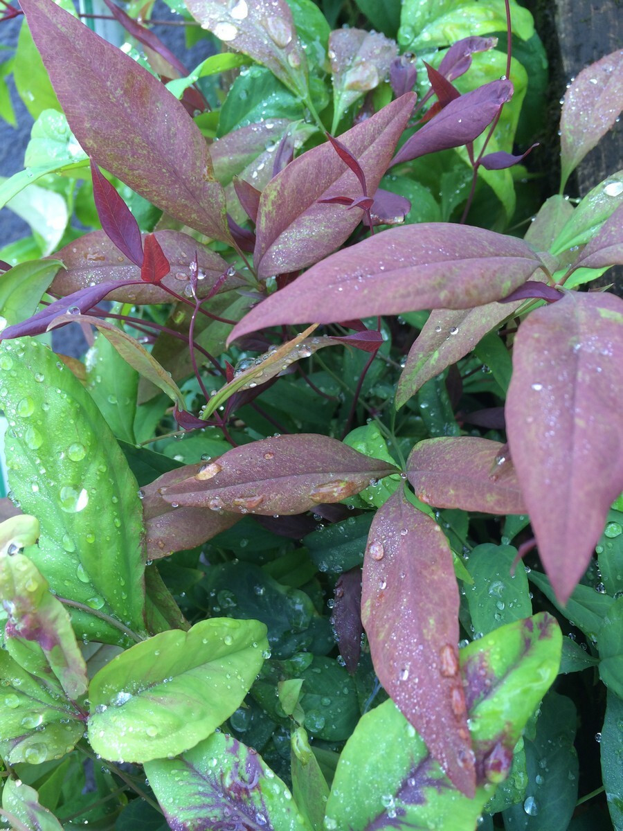 Nandina - Nana 150mm Pot (VN)