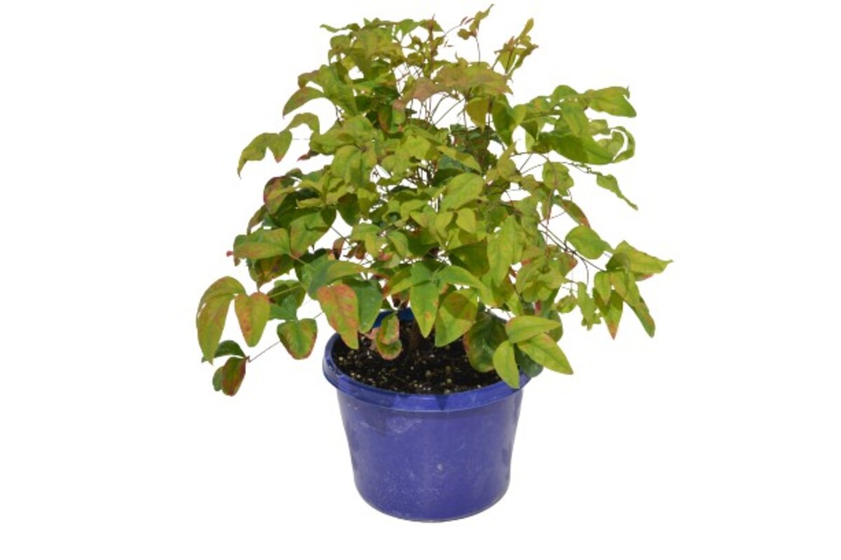 Nandina - Nana 150mm Pot (VN)