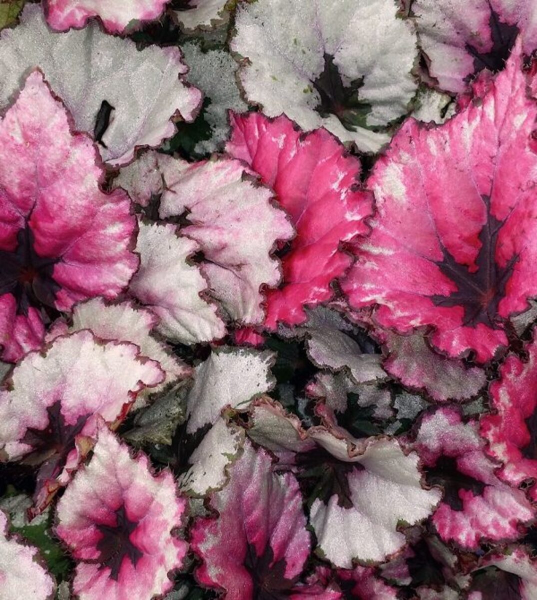 Begonia - Rex Kotobuki Beleaf 150mm Pot (VN)