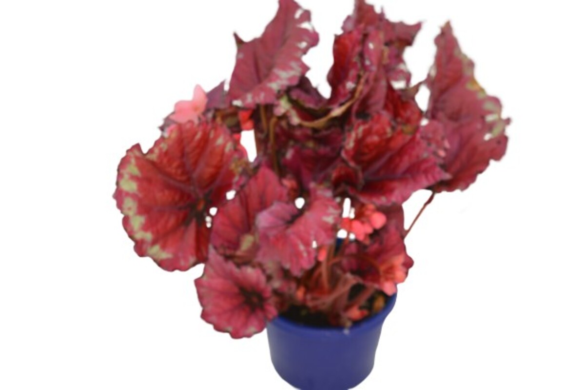 Begonia - Rex Kotobuki Beleaf 150mm Pot (VN)