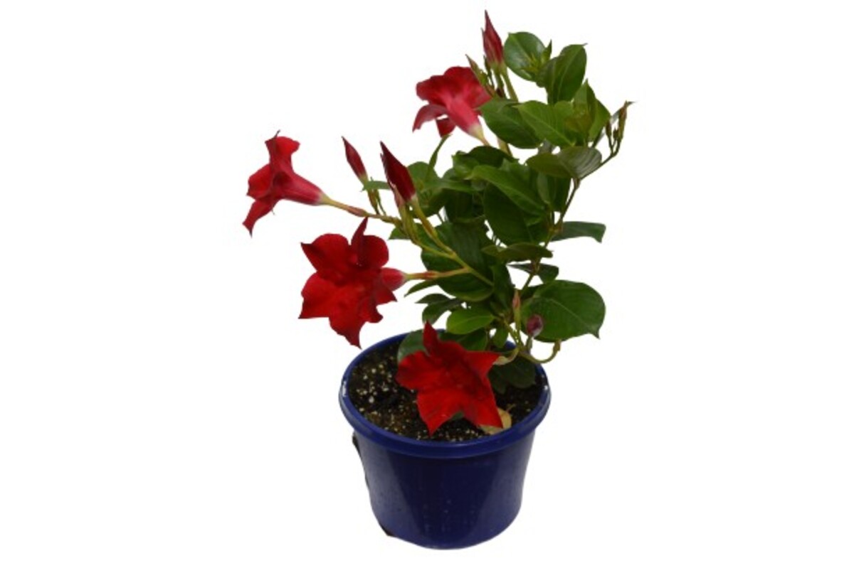 Dipladenia - Diamantina Jade Scarlet 150mm Pot (VN)