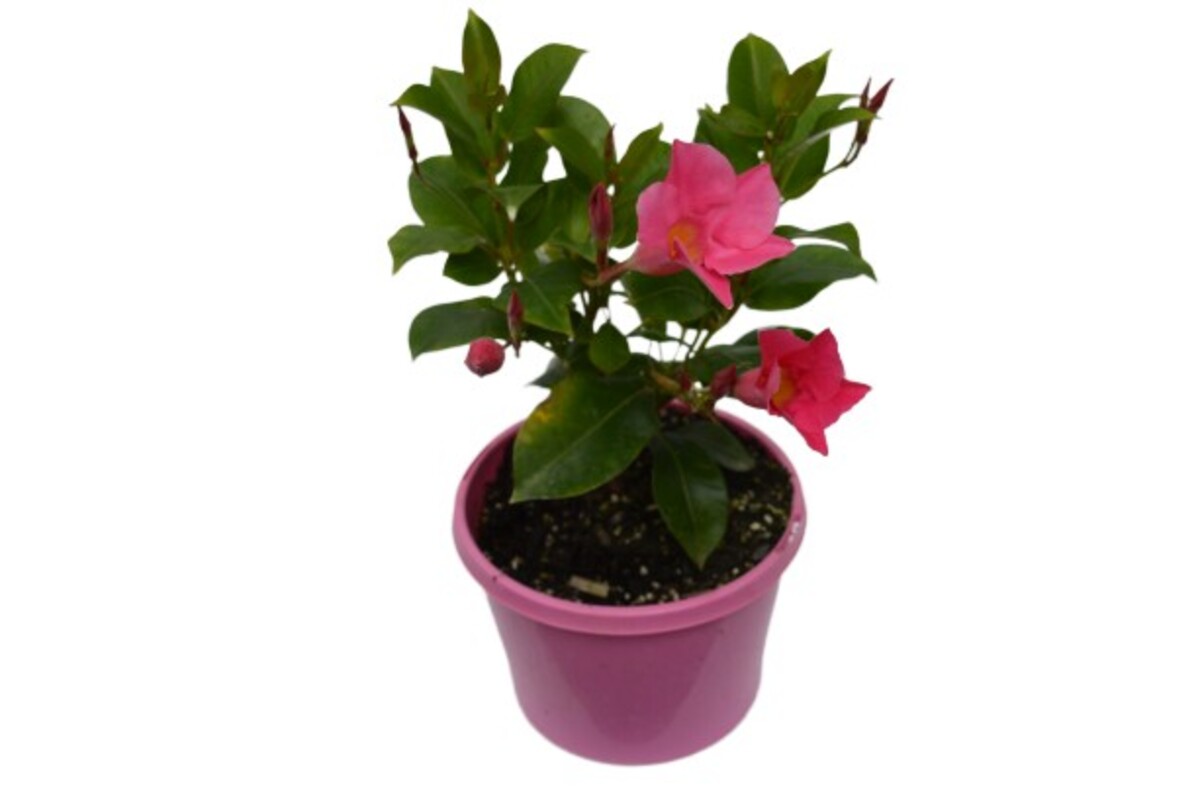 Dipladenia - Diamantina Jade Pink 150mm Pot (VN)