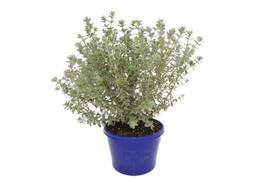 Westringia - Grey Box 150mm Pot (VN)