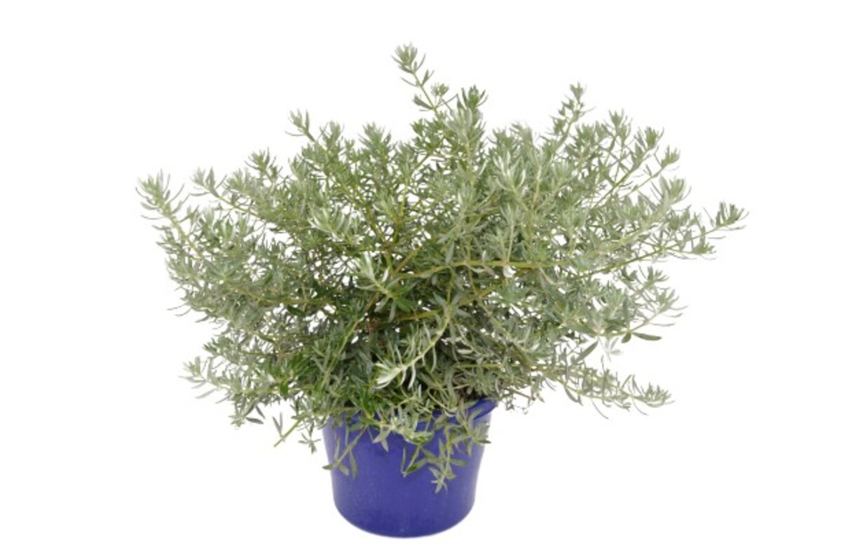 Westringia - Low Horizon 150mm Pot (VN)