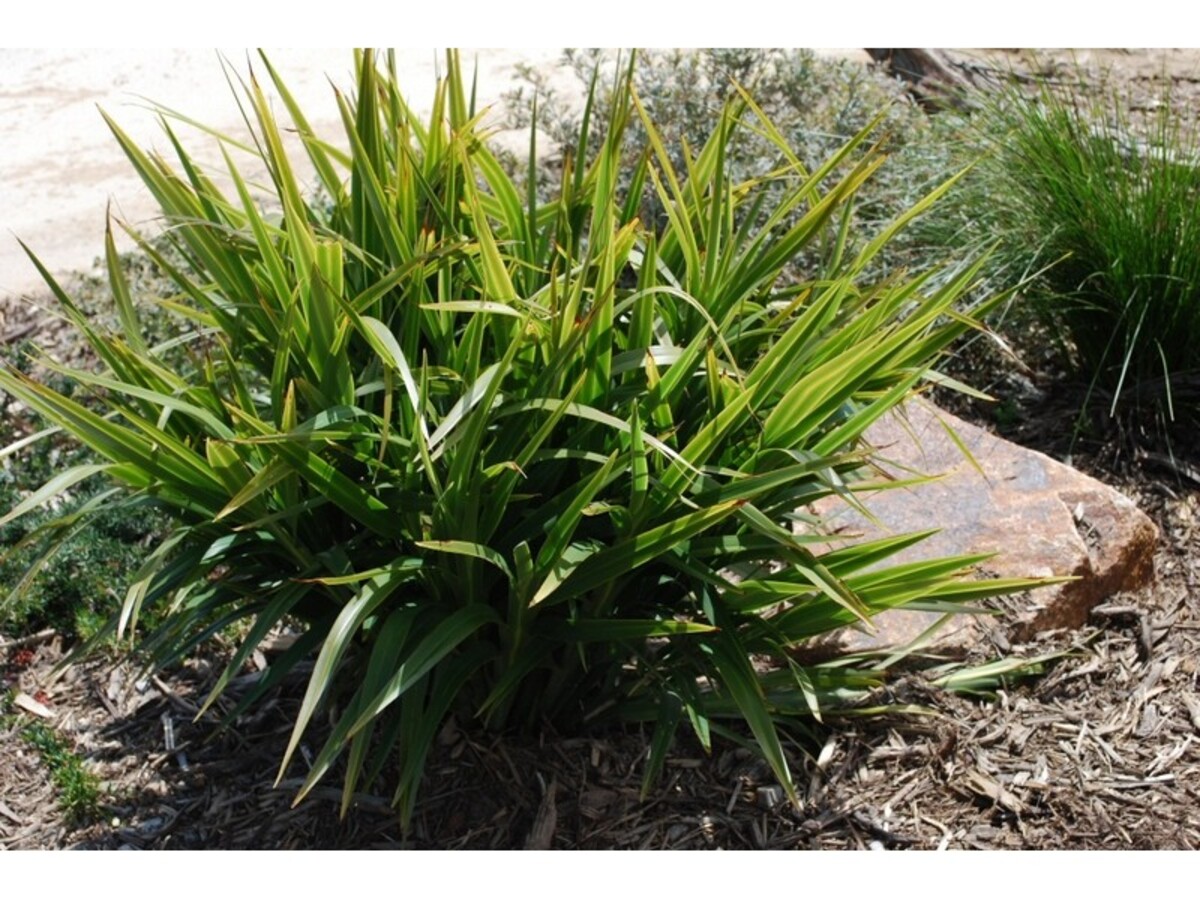 Dianella - Goddess 150mm Pot (VN)