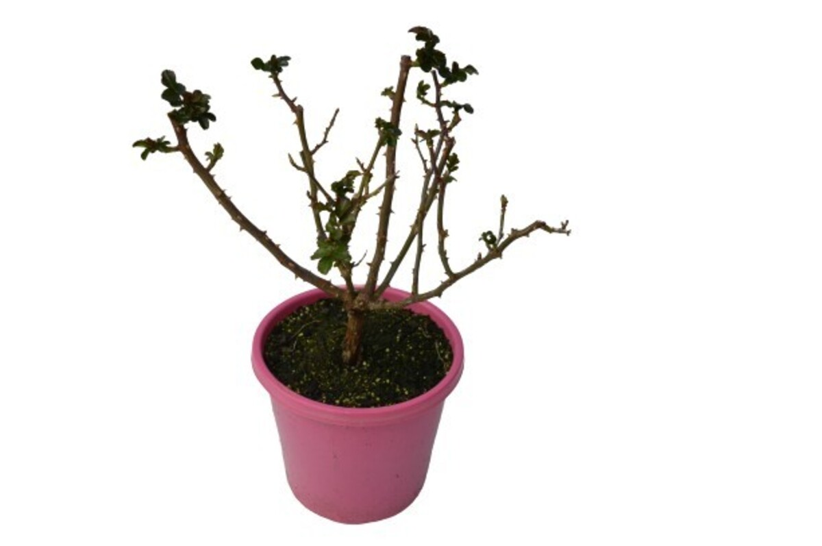 Rose Bush - Bella Rosa 200mm Pot (VN)