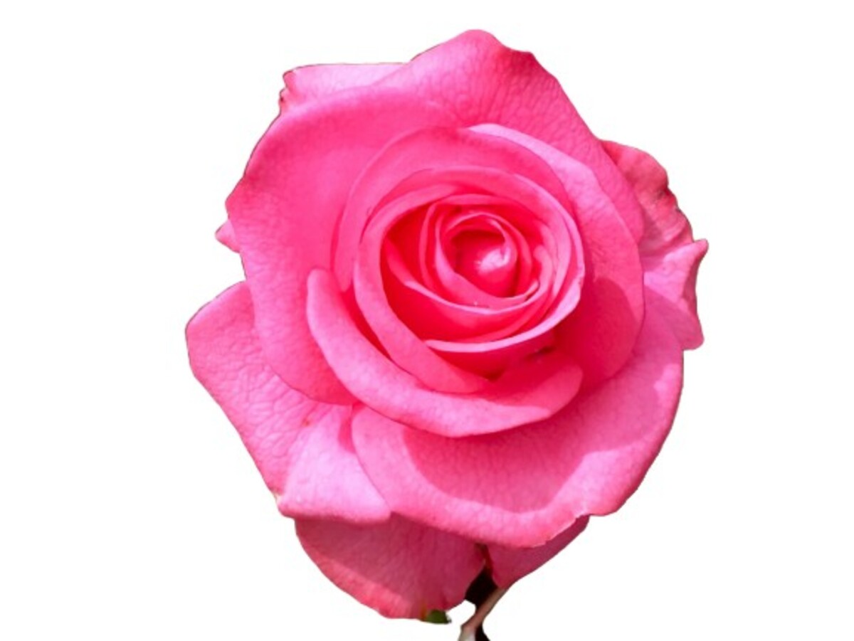 Rose Bush - Bella Rosa 200mm Pot (VN)