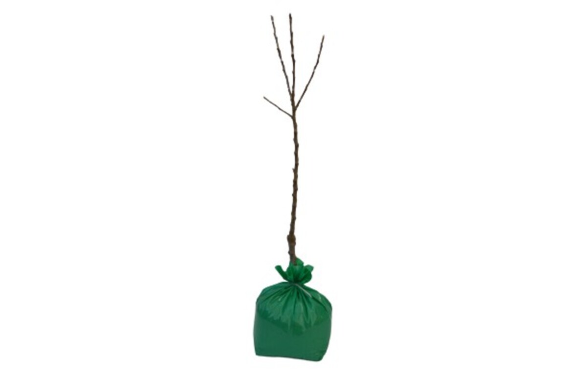 Apricot - Moorpark Dwarf - Wrapped Bag*