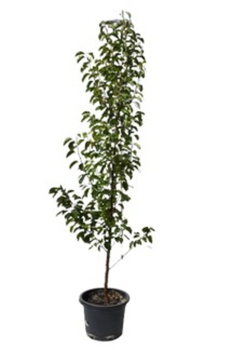 Pyrus - Cleveland Select 420mm Pot