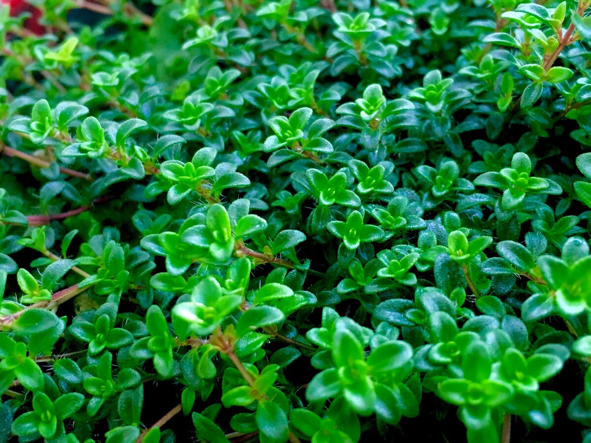 Thyme - Creeping 115mm Pot (VN)