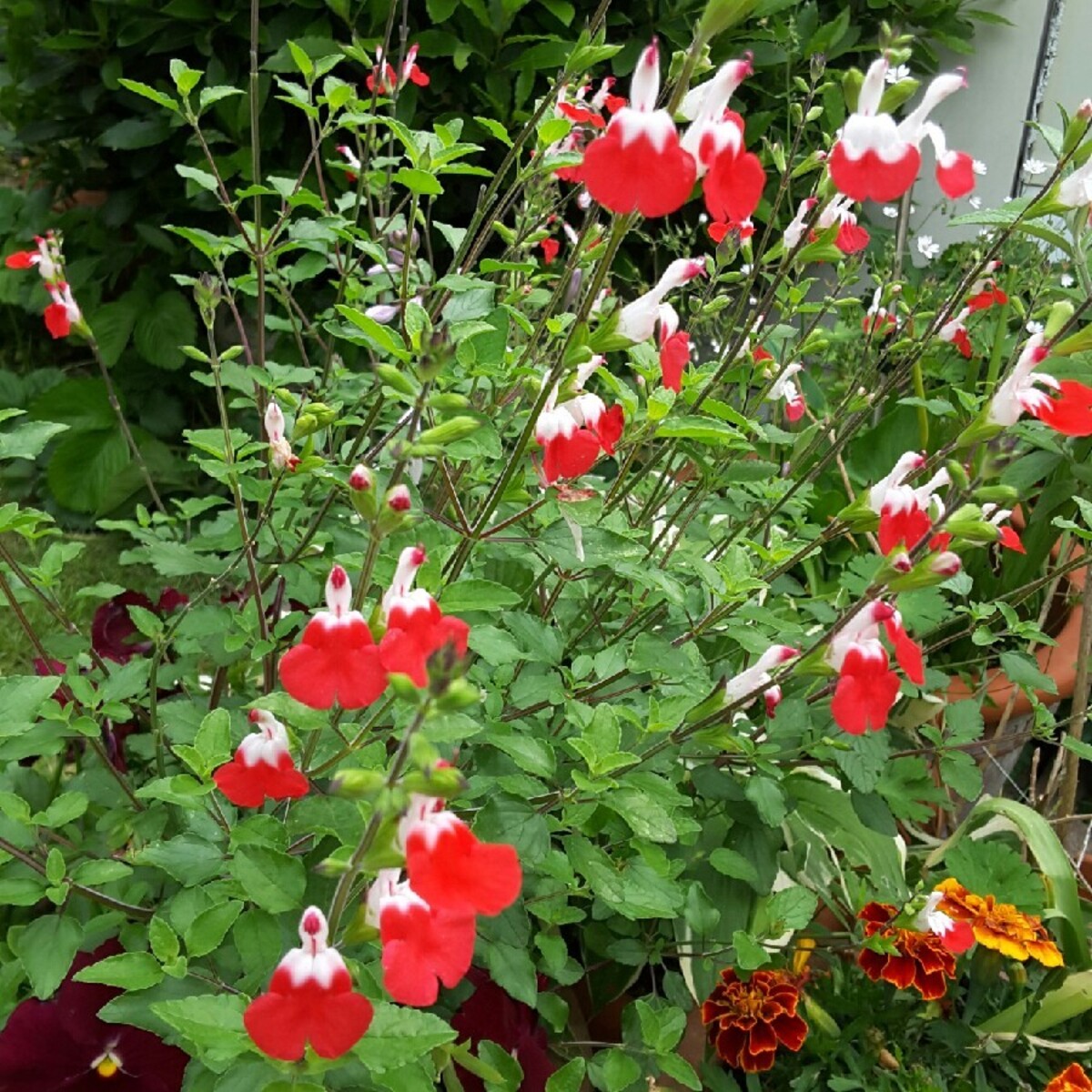 Salvia - Hot Lips 150mm Pot (VN)