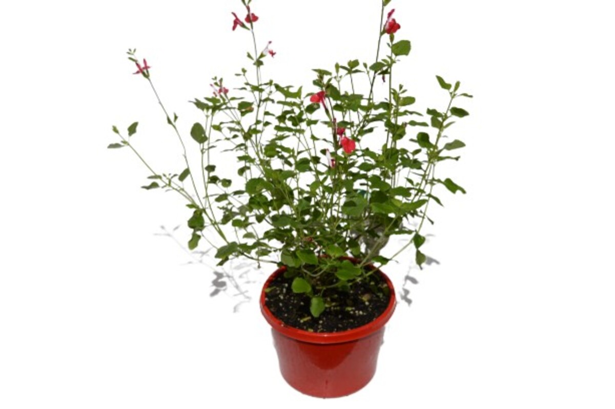 Salvia - Hot Lips 150mm Pot (VN)