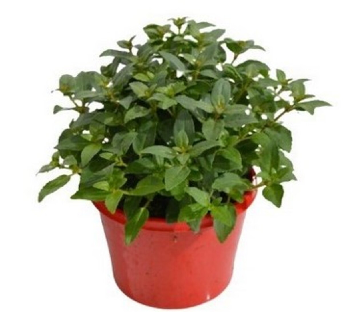Fuchsia - Charm Red White 155mm Pot (VN)