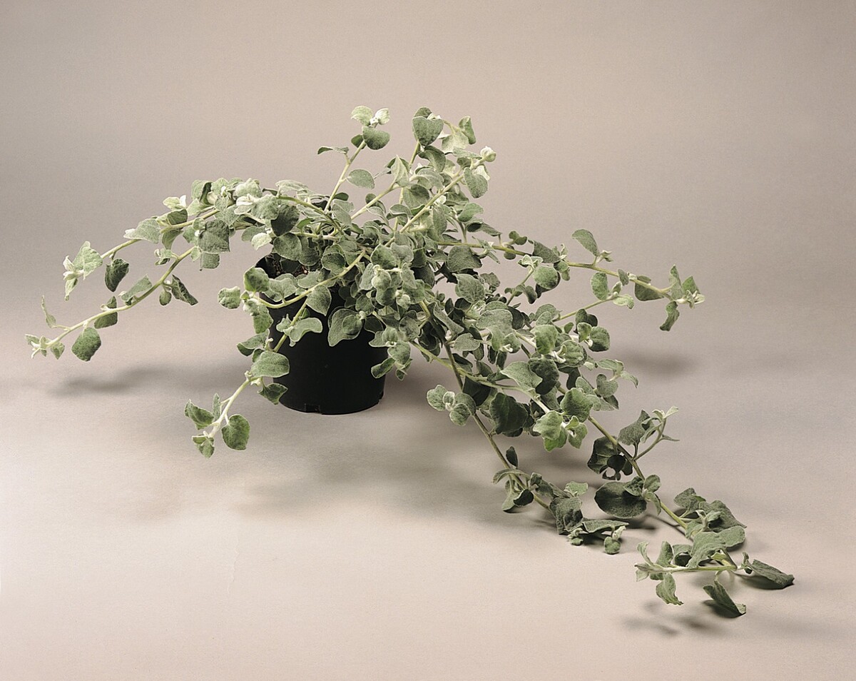 Helichrysum - Licorice Plant 150mm Pot (VN)