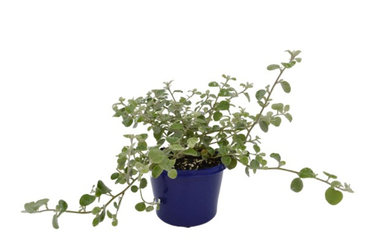 Helichrysum - Licorice Plant 150mm Pot (VN)