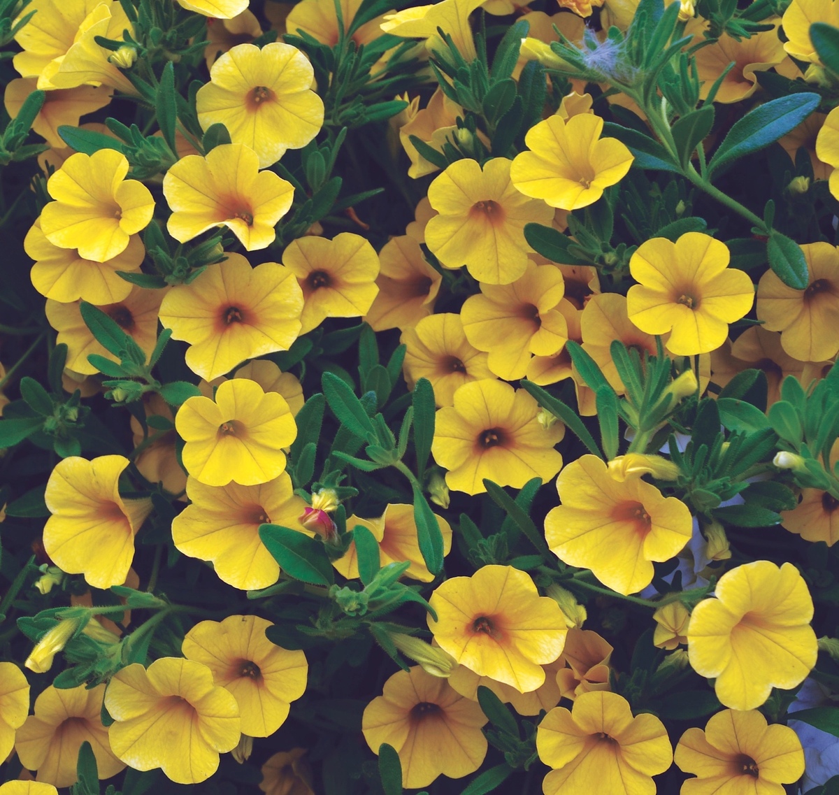 Calibrachoa - MF Pure Yellow 150mm Pot (VN)
