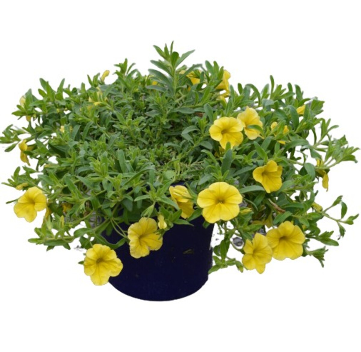 Calibrachoa - MF Pure Yellow 150mm Pot (VN)