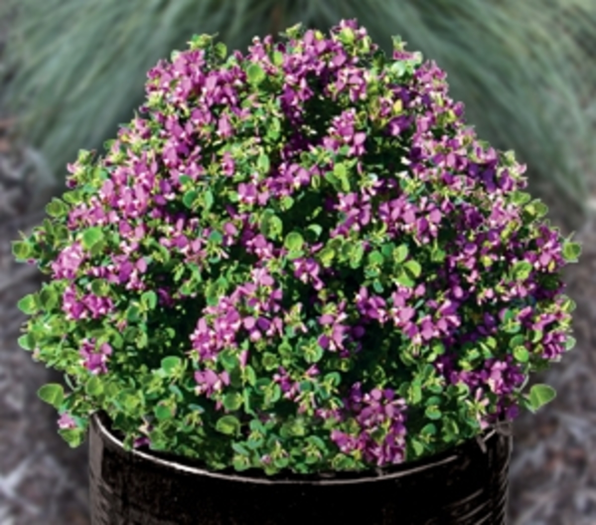 Polygala - Little Polly 150mm Pot (VN)