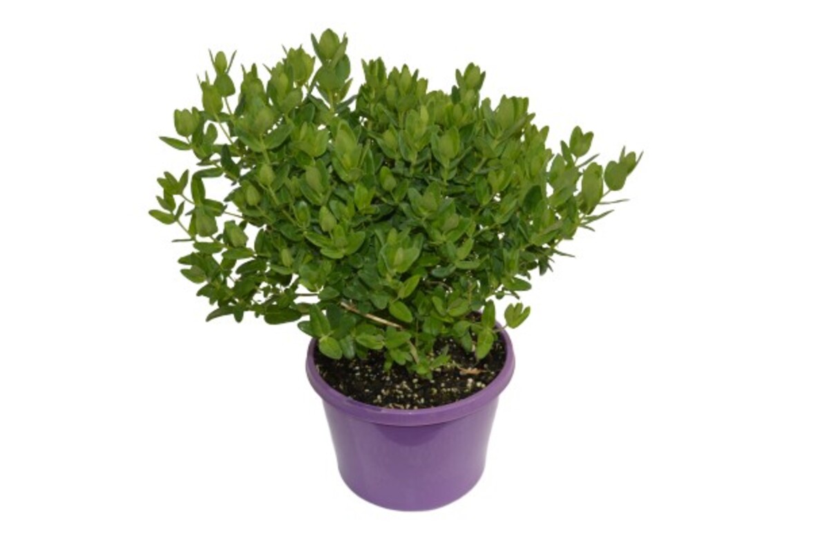 Polygala - Little Polly 150mm Pot (VN)