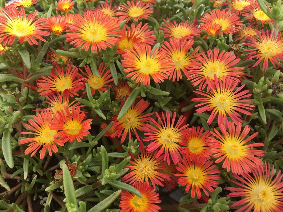 Delosperma - Fire Wonder 150mm Pot (VN)