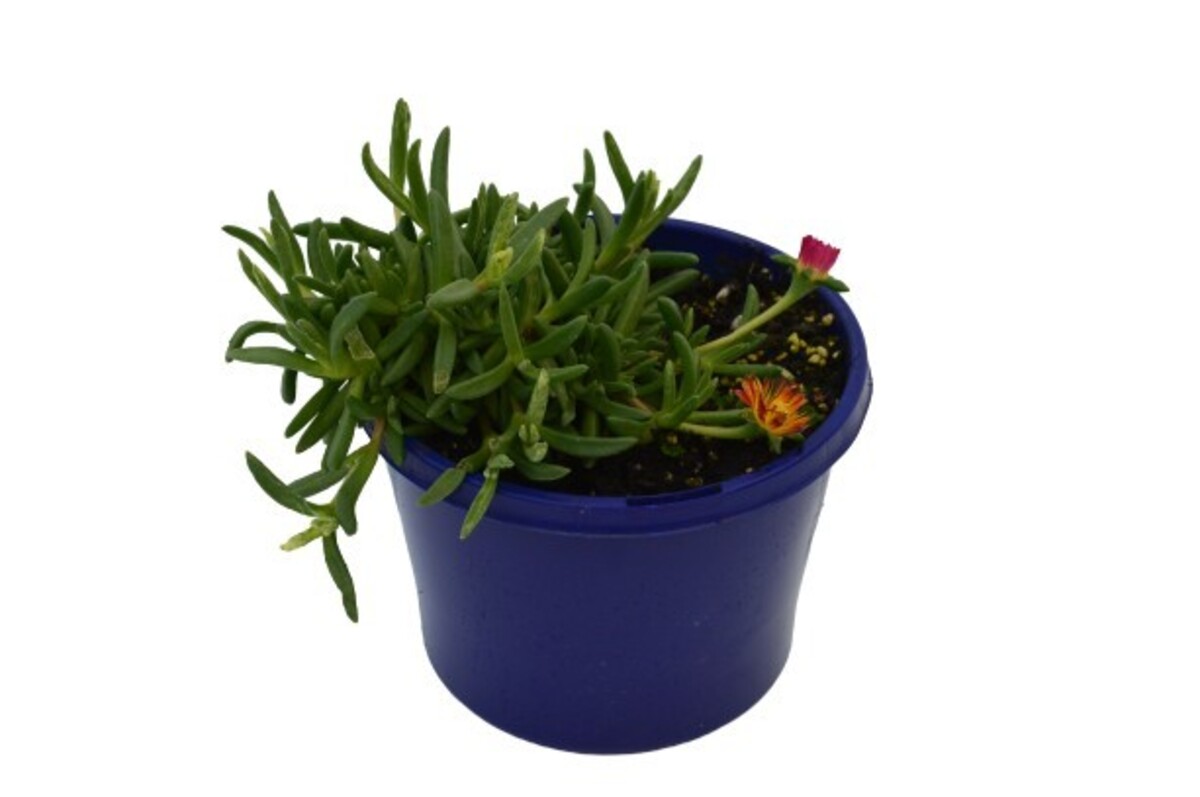 Delosperma - Fire Wonder 150mm Pot (VN)