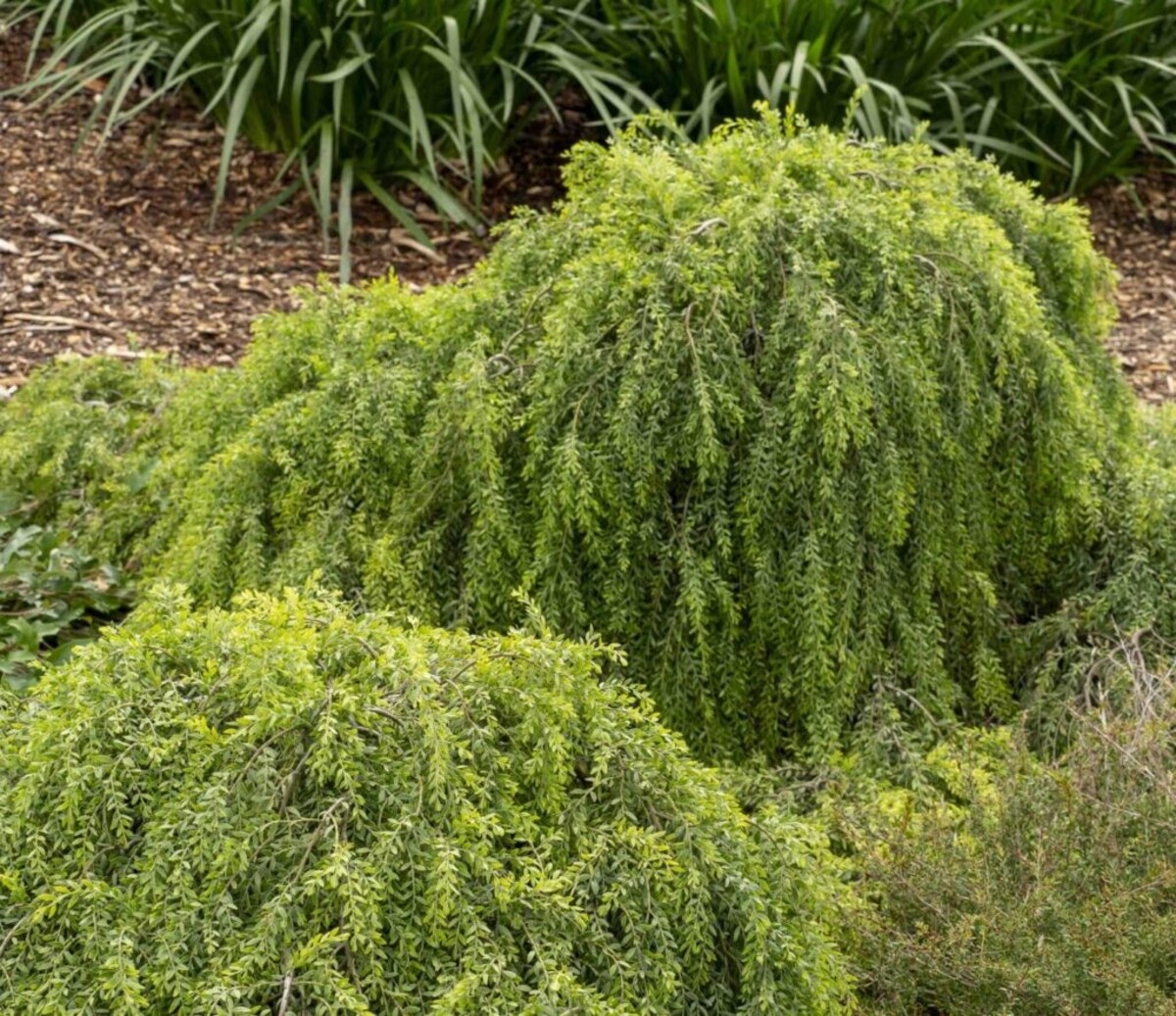 Acacia - Sticky Wattle 150mm Pot (VN)