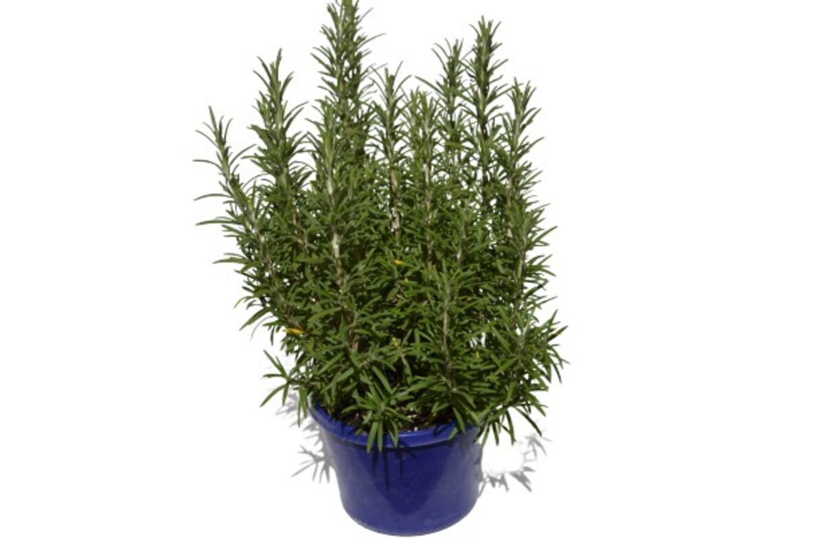 Rosemary - Gallipoli 150mm Pot (VN)