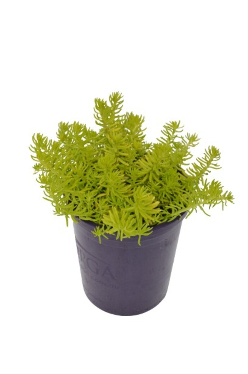 Sedum - Gold Blob 140mm Pot