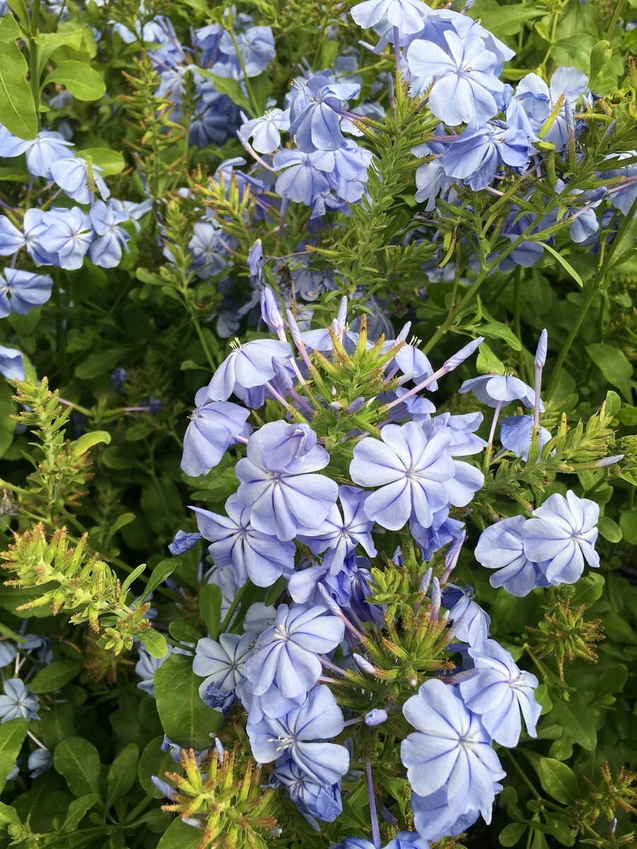 Plumbago - Royal Cape 150mm Pot (VN)