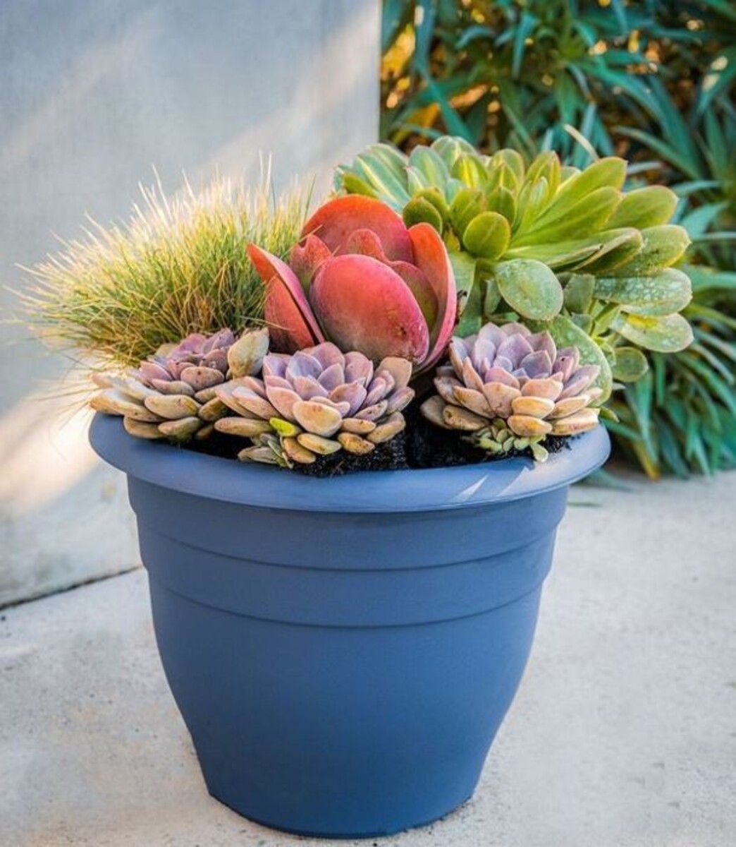 Kalanchoe - Bronze Sculpture 150mm Pot (VN)