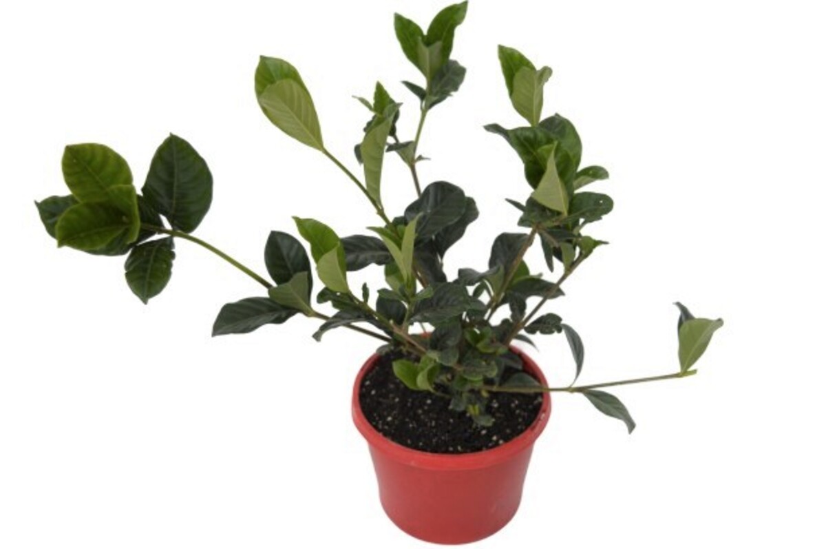 Gardenia - Aimee Yoshiba 150mm Pot (VN)