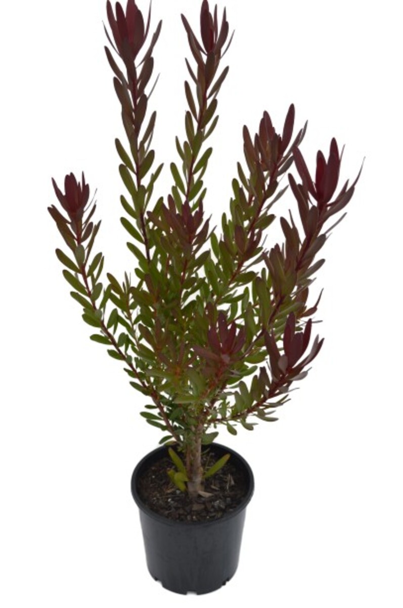 Leucadendron - Safari Sunset 200mm Pot