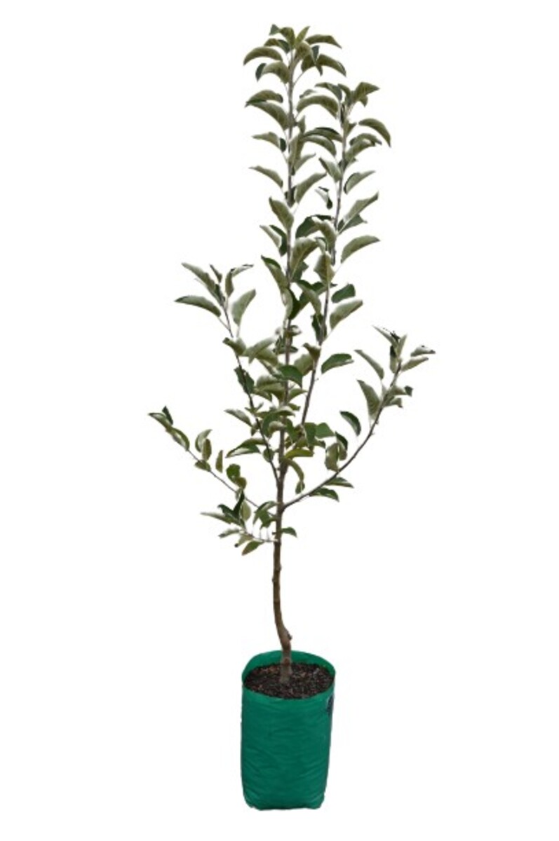 Apple - Golden Delicious - 230mm Bagged