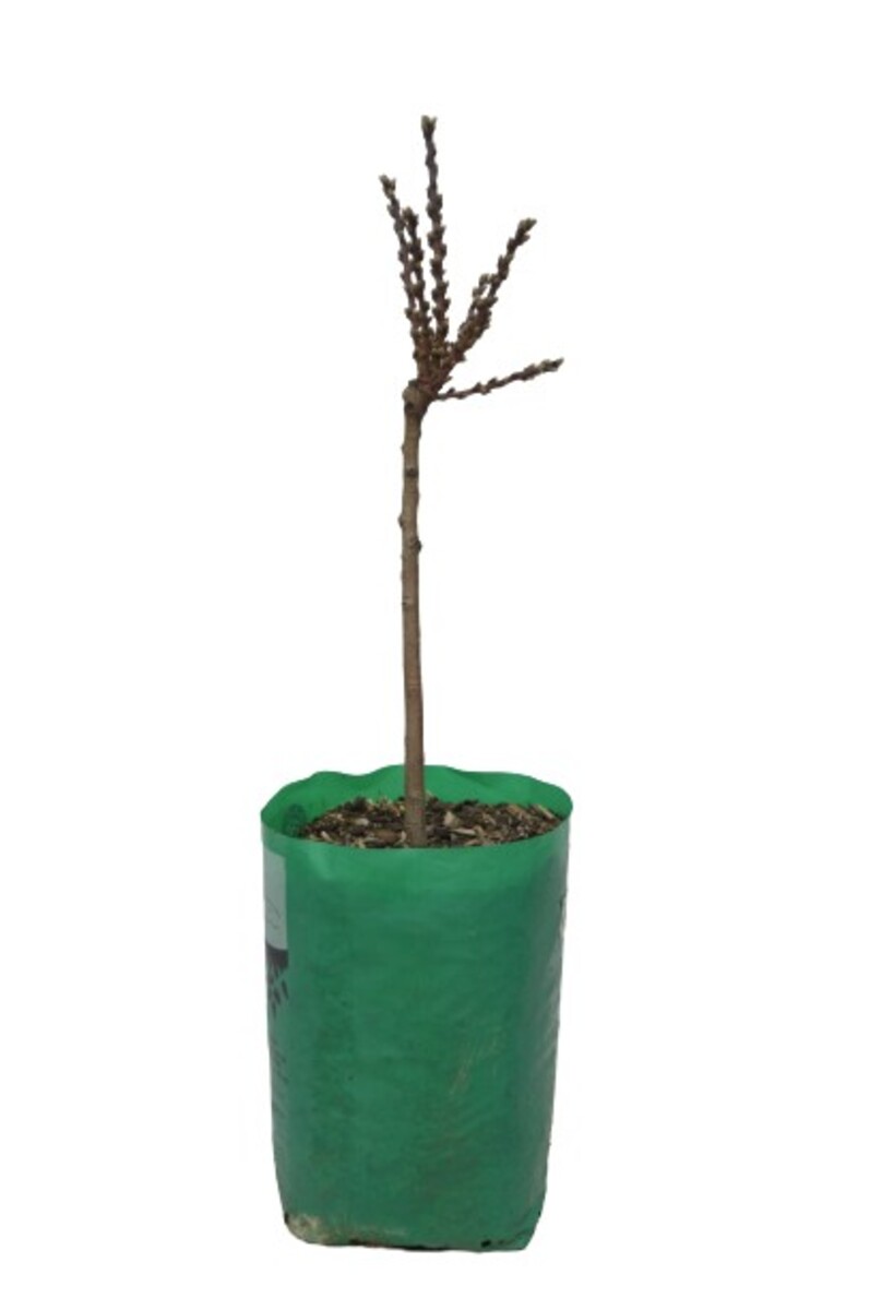 Apricot - Moorpark - 230mm Bagged*