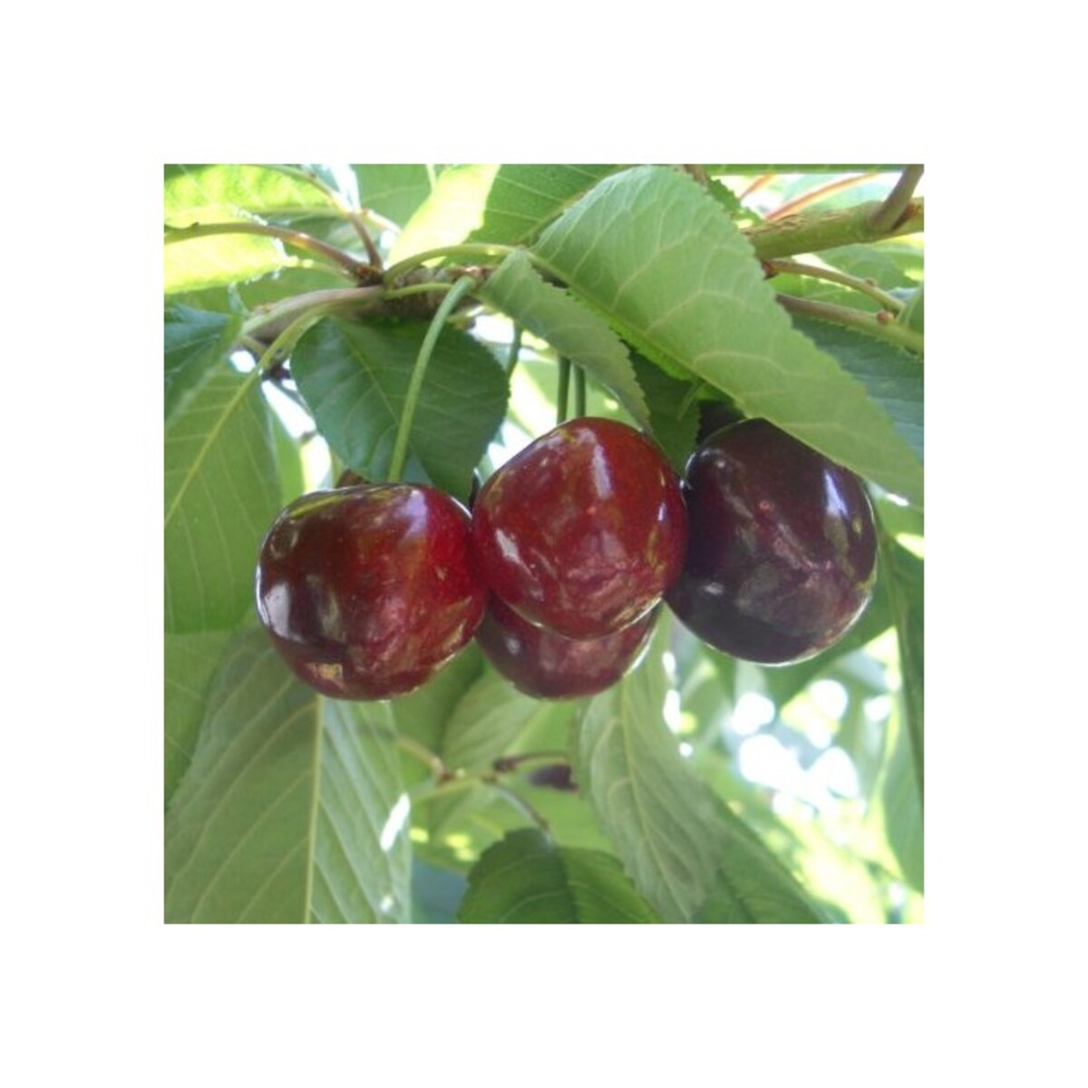 Cherry - Stella - 230mm Bagged*