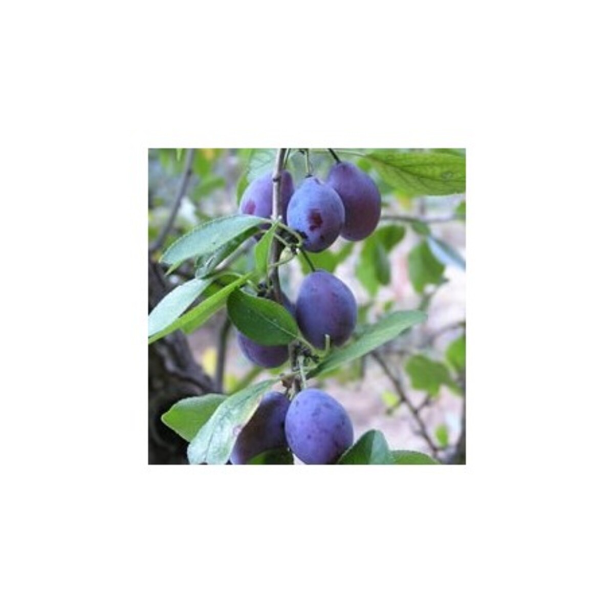 Prune - dAgen - 230mm Bagged