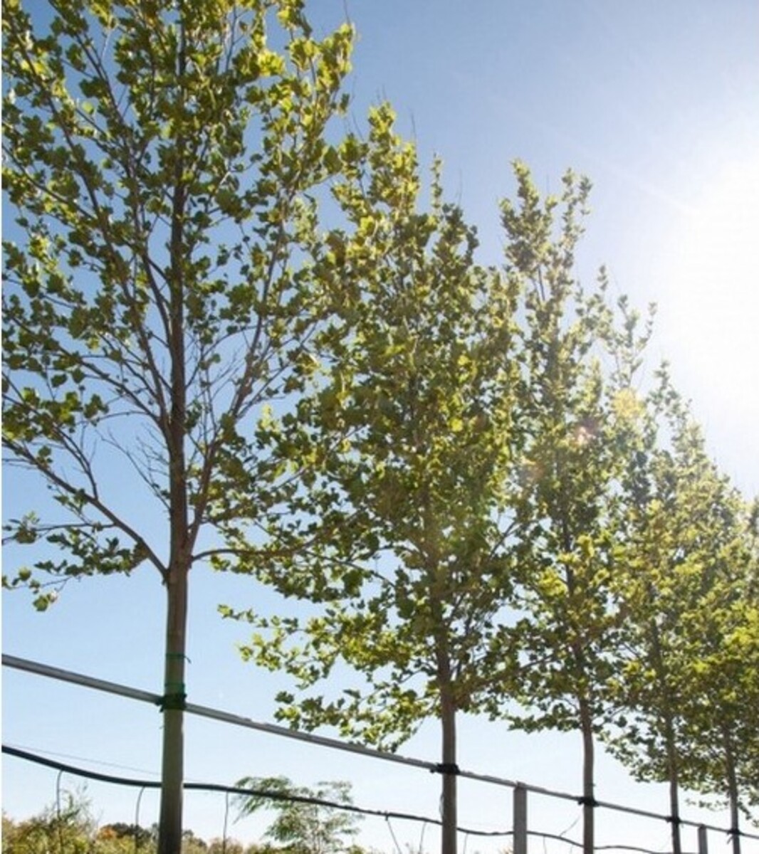 Platanus London Plane 230mm Bagged