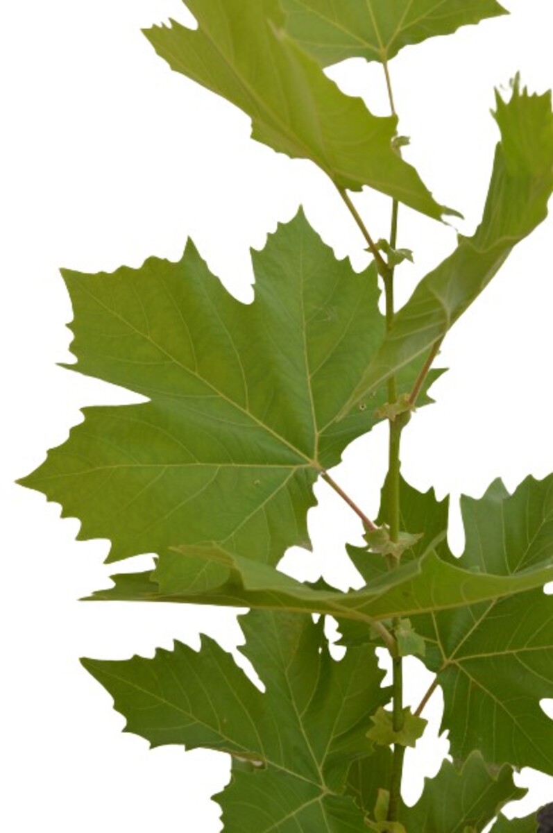 Platanus London Plane 230mm Bagged