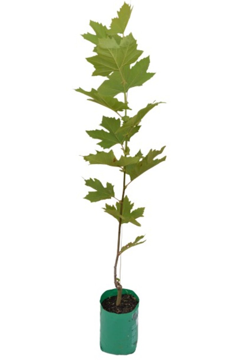 Platanus London Plane 230mm Bagged