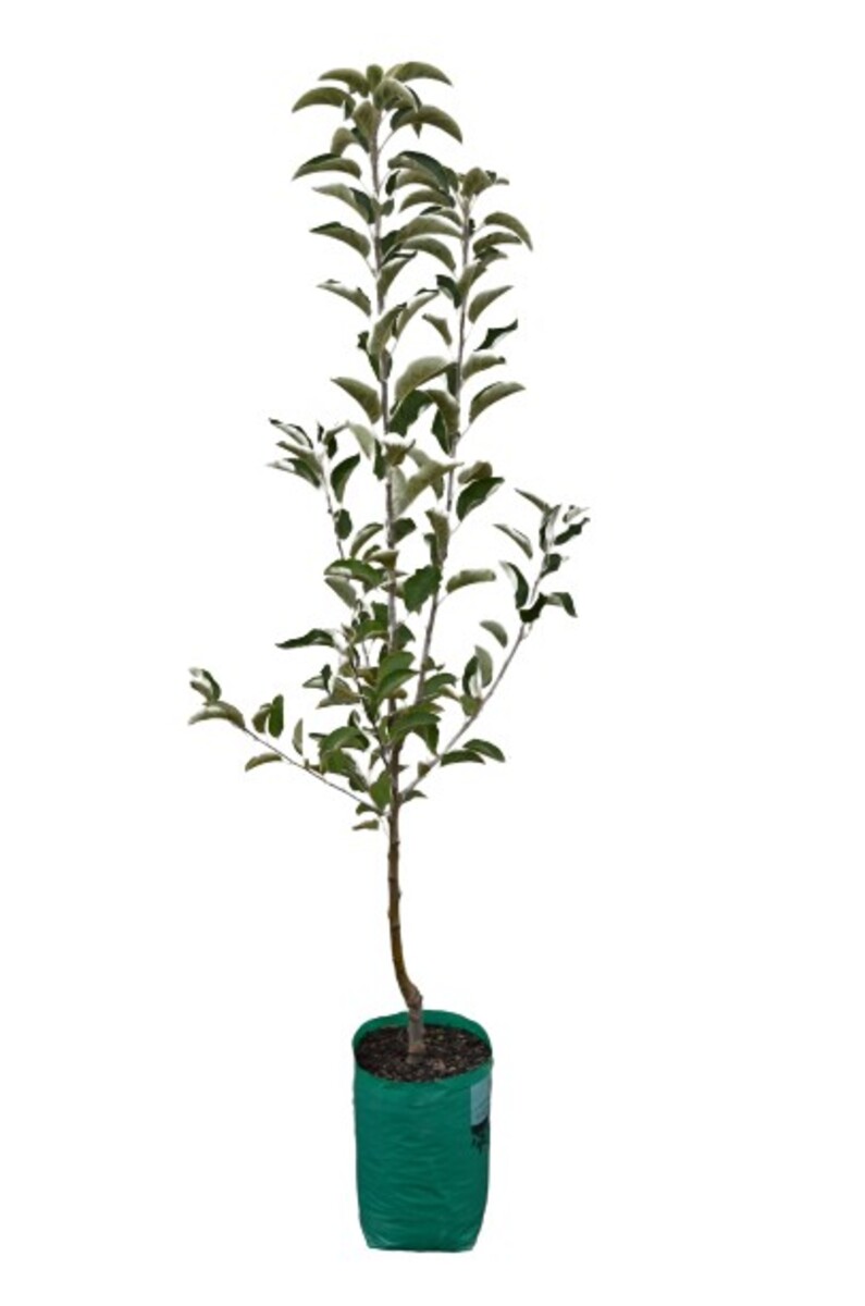 Apple - Royal Gala Dwarf - 230mm Bagged