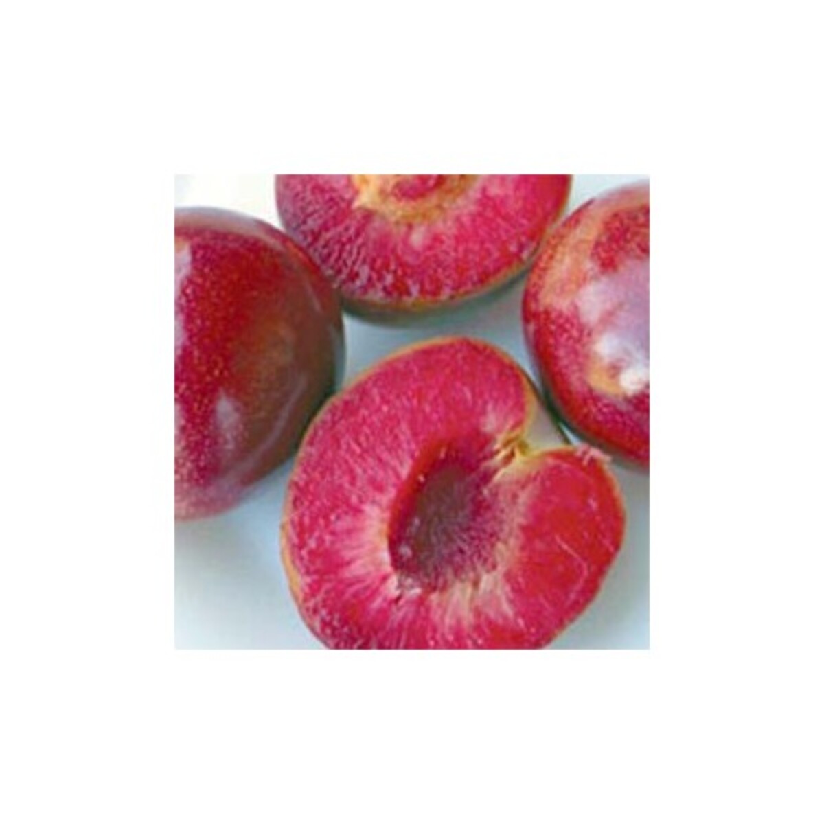 Plum - Mariposa - 230mm Bagged