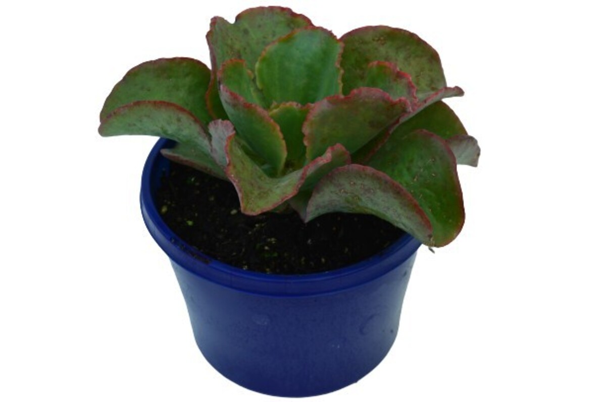 Echeveria - Dicks Pink 150mm Pot (VN)