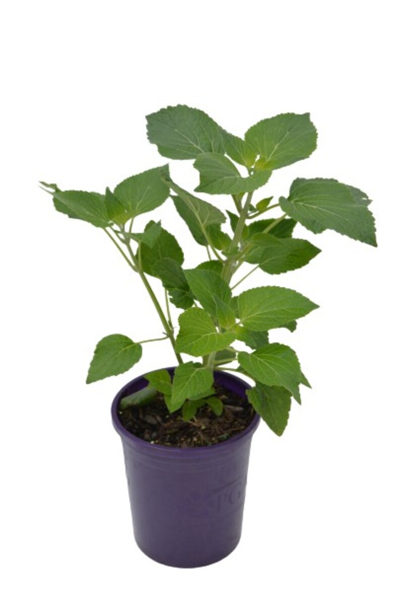 Salvia - Limelight 140mm Pot