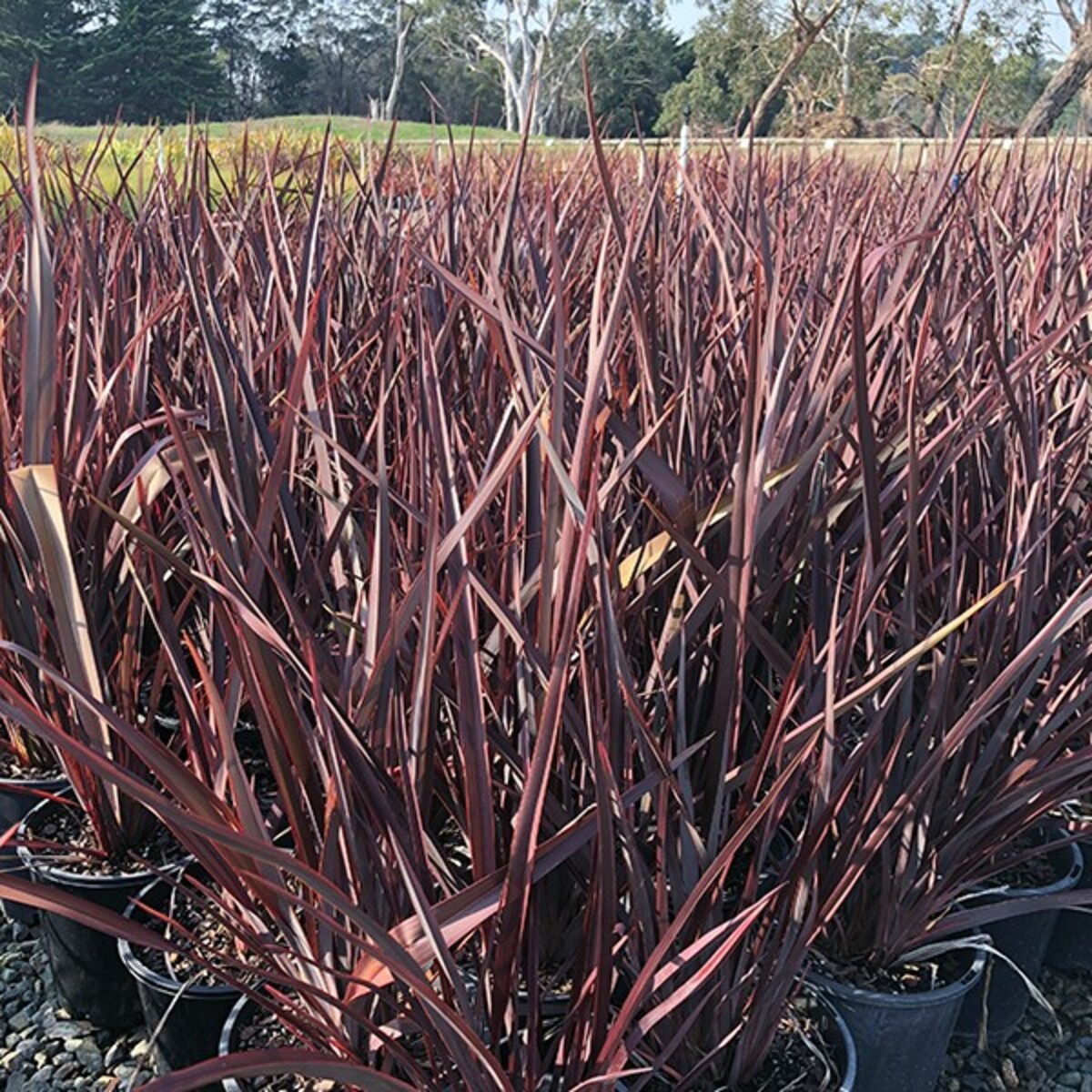 Phormium - Anna Red Flax 150mm Pot (VN)