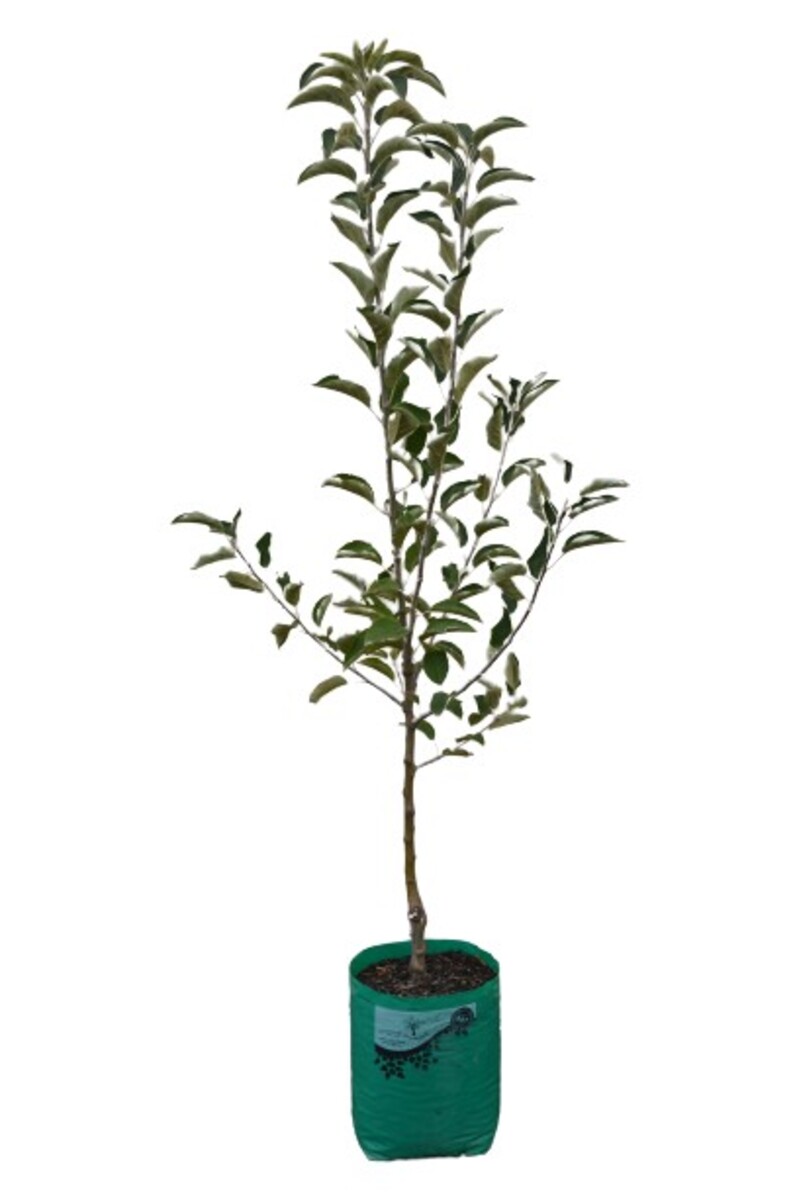 Apple - Granny Smith - 230mm Bagged