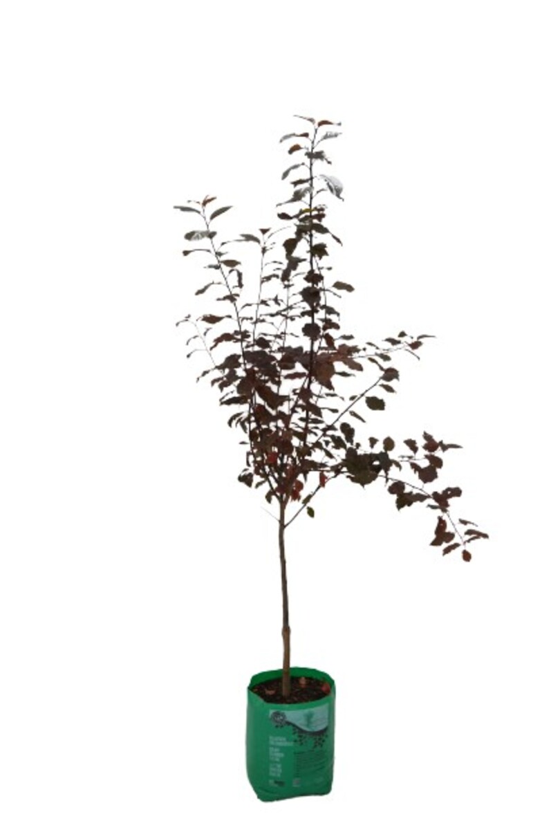 Prunus - Ruby Flare Flowering Plum - 230mm Bagged