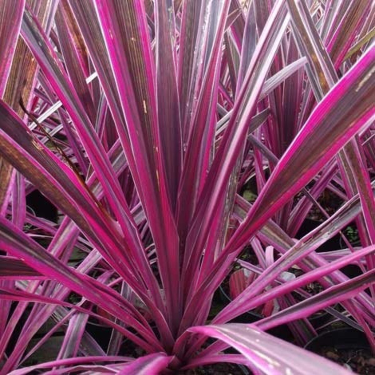 Cordyline - Pink Passion 200mm Pot (VN)