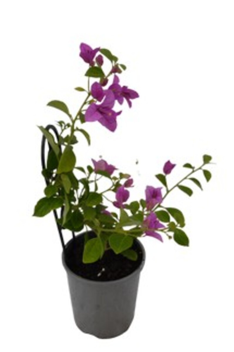 Bougainvillea Bambino - Mimi 140mm Pot